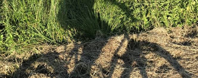 Ein Bild, das Gras, drauen, Pflanze enthlt.

Automatisch generierte Beschreibung