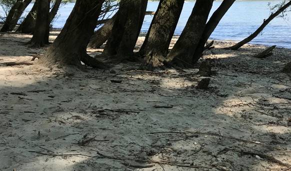 Ein Bild, das Boden, drauen, Baum, Wasser enthlt.

Automatisch generierte Beschreibung