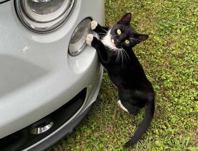 Ein Bild, das Katze, Gras, sitzend, schwarz enthlt.

Automatisch generierte Beschreibung